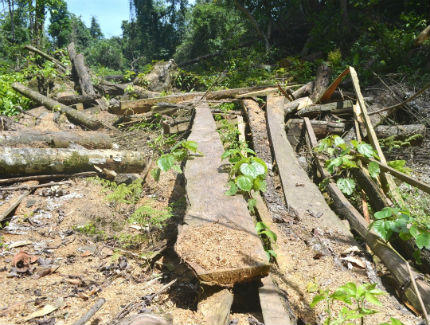 Theo dấu “lâm tặc” trong rừng Thượng Hóa